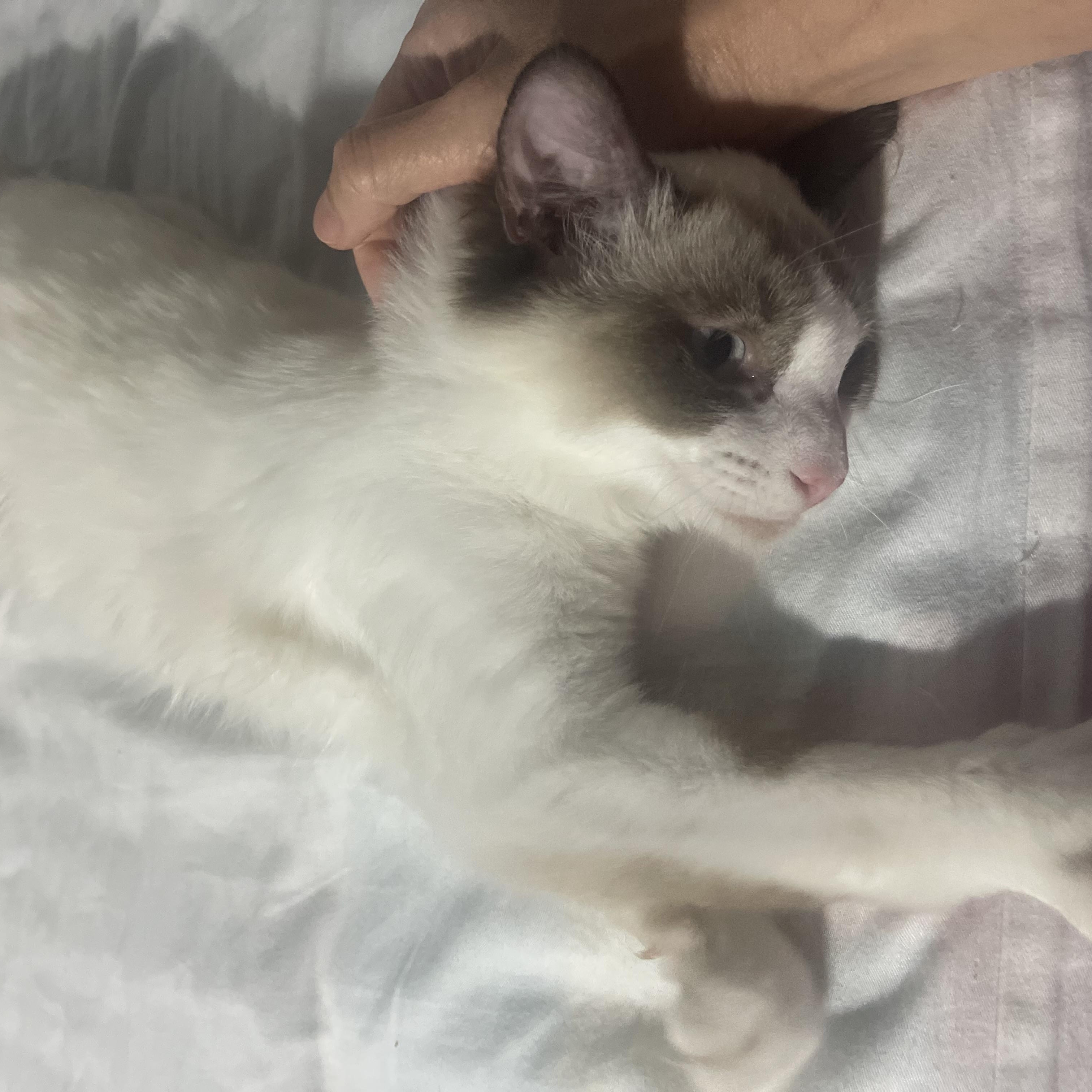 Eddy & Jacob INDOOR ONLY — thumbnail 6