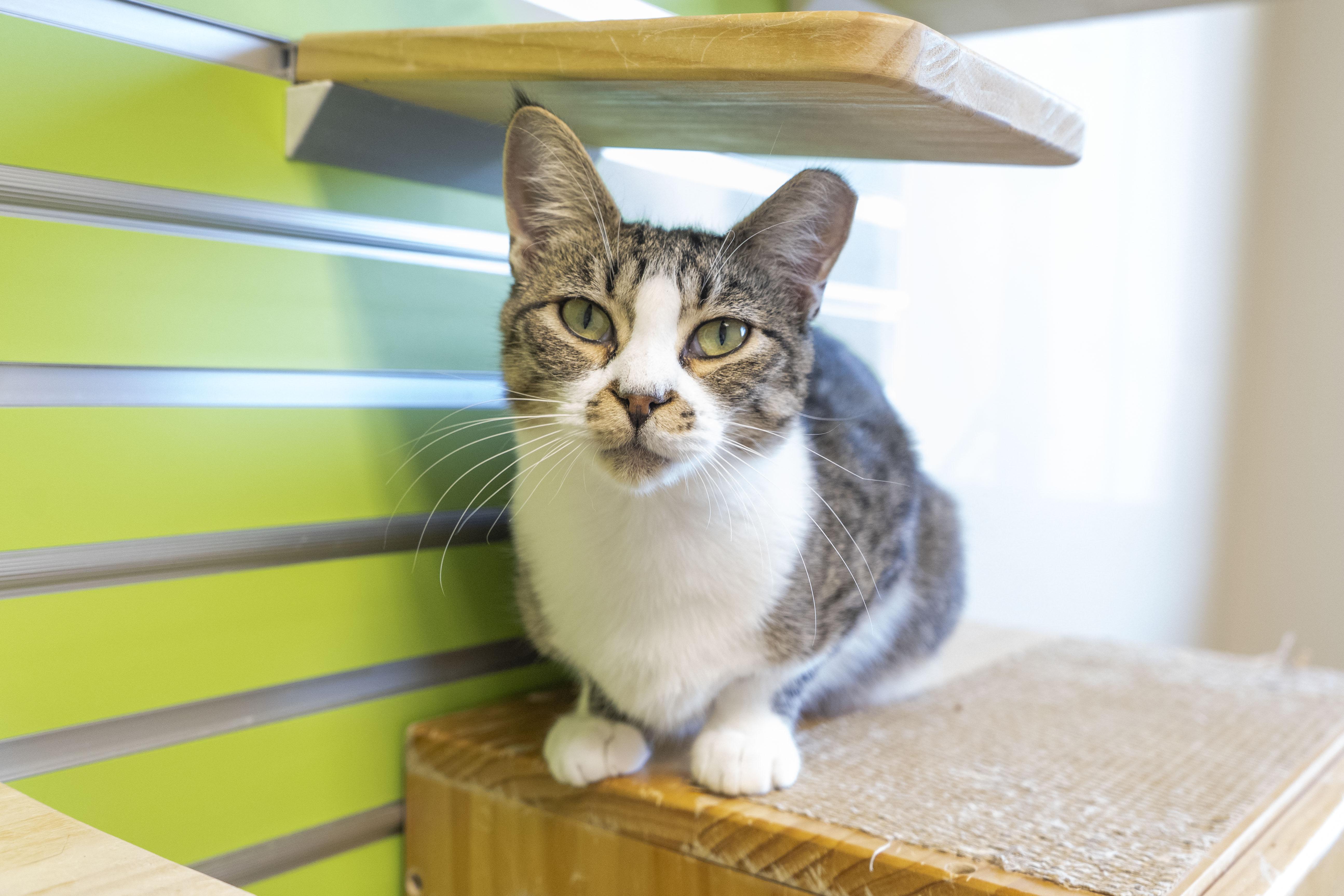 Renee, an adoptable Domestic Short Hair in Boise, ID, 83709 | Photo Image 3