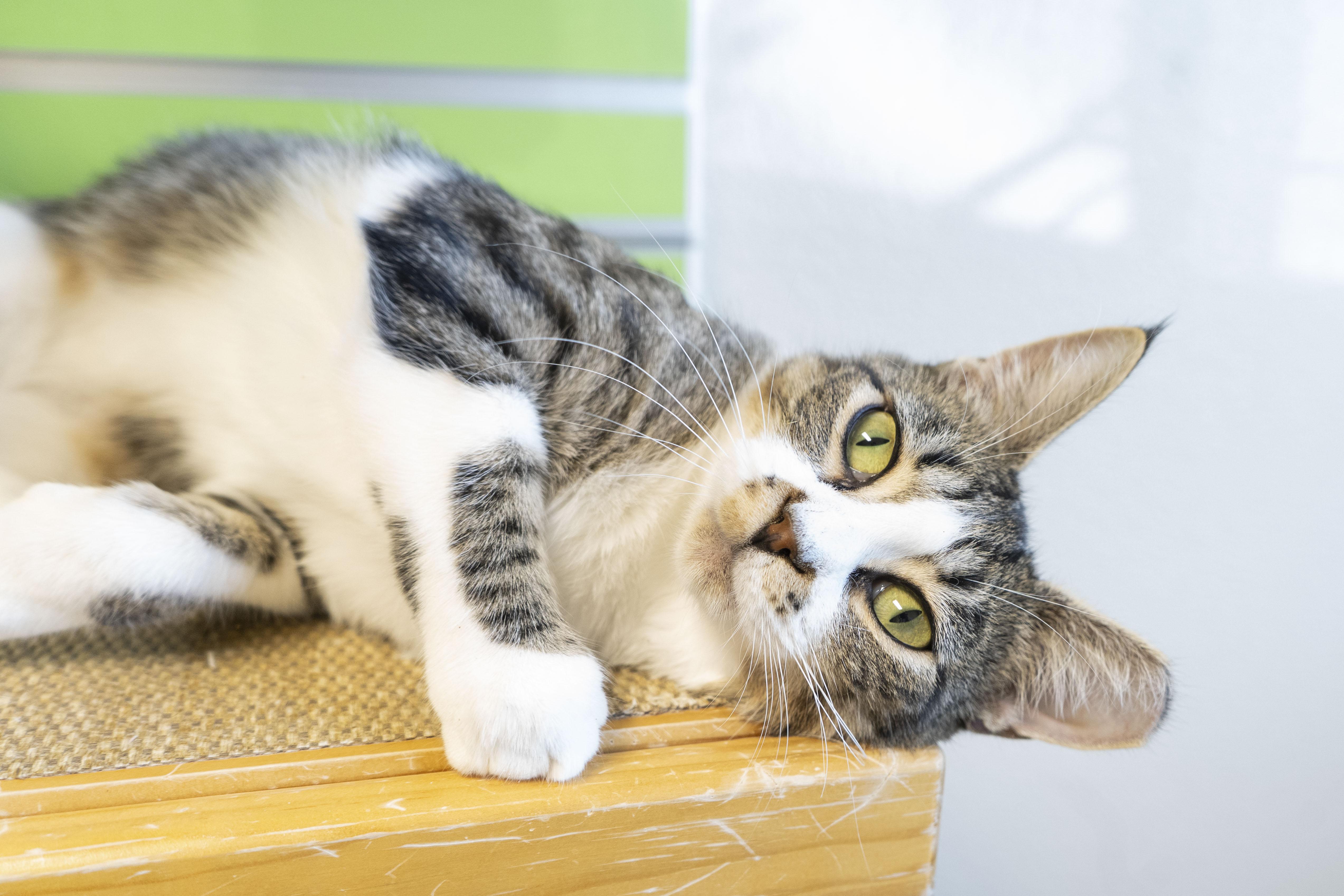Renee, an adoptable Domestic Short Hair in Boise, ID, 83709 | Photo Image 1