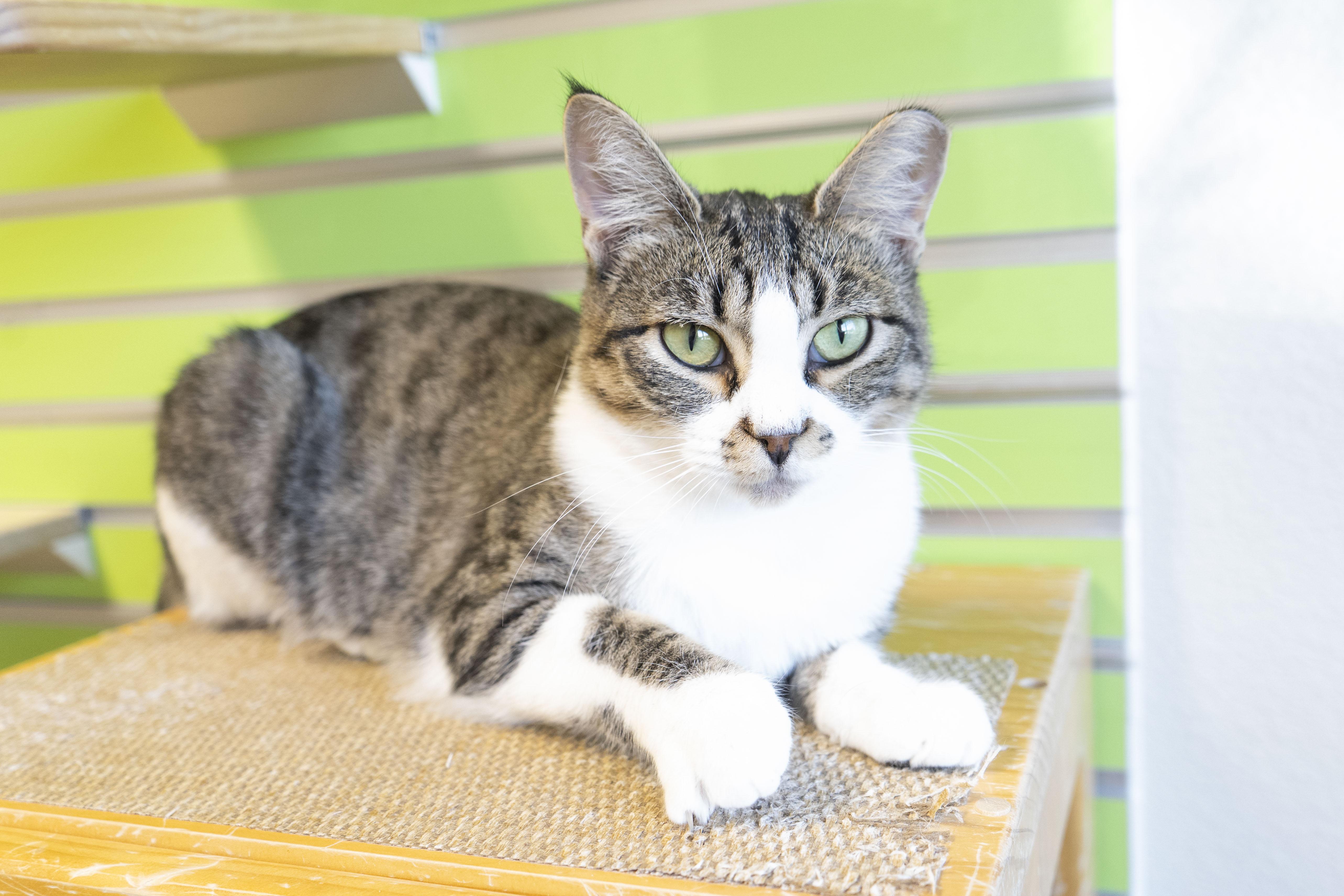 Renee, an adoptable Domestic Short Hair in Boise, ID, 83709 | Photo Image 2