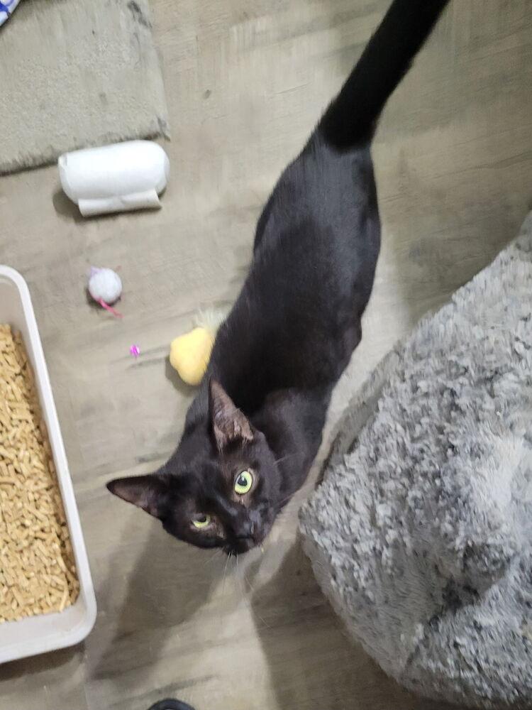 Enlarge CeeCee, a Adoption Pending Domestic Short Hair in O'Fallon, MO image 1/1