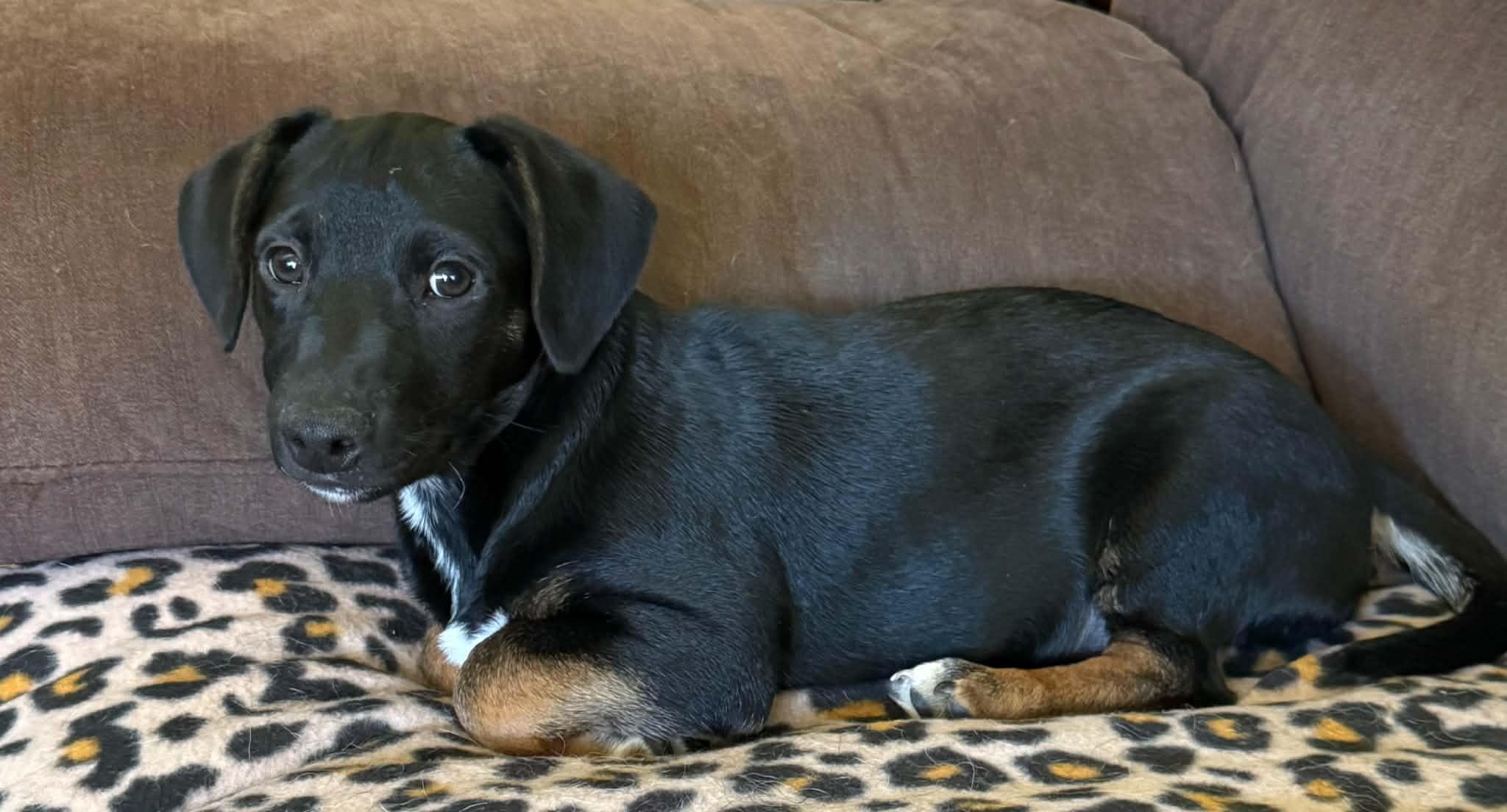Enlarge Carter, a Adopted mixed breed in North Freedom, WI image 5/5
