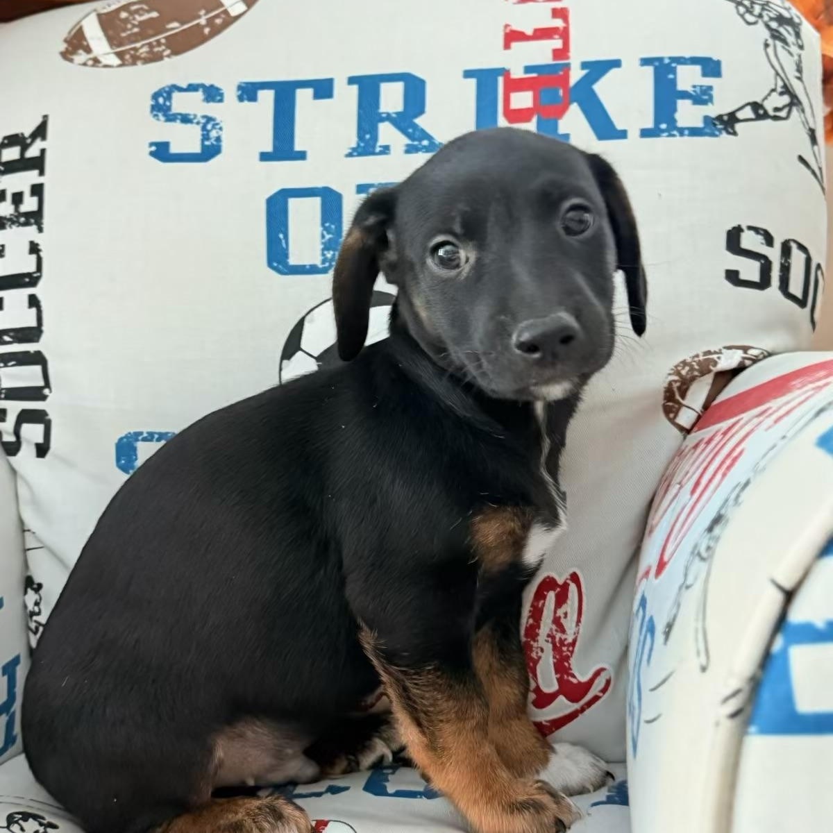 Carter, ADOPTABLE, Puppy Male Rat Terrier & Poodle.