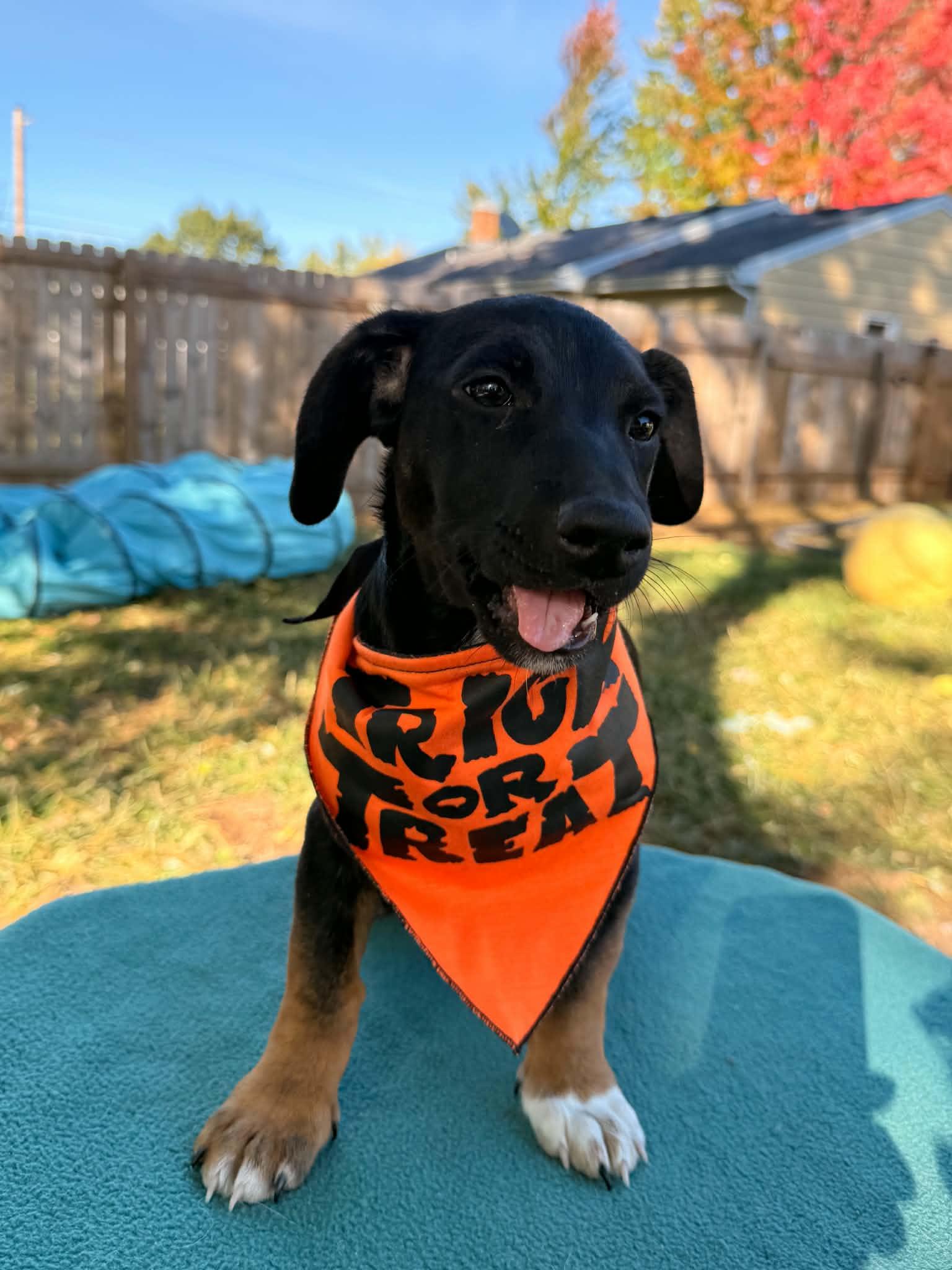 Carter, Adopted, Puppy Male Poodle & Rat Terrier.