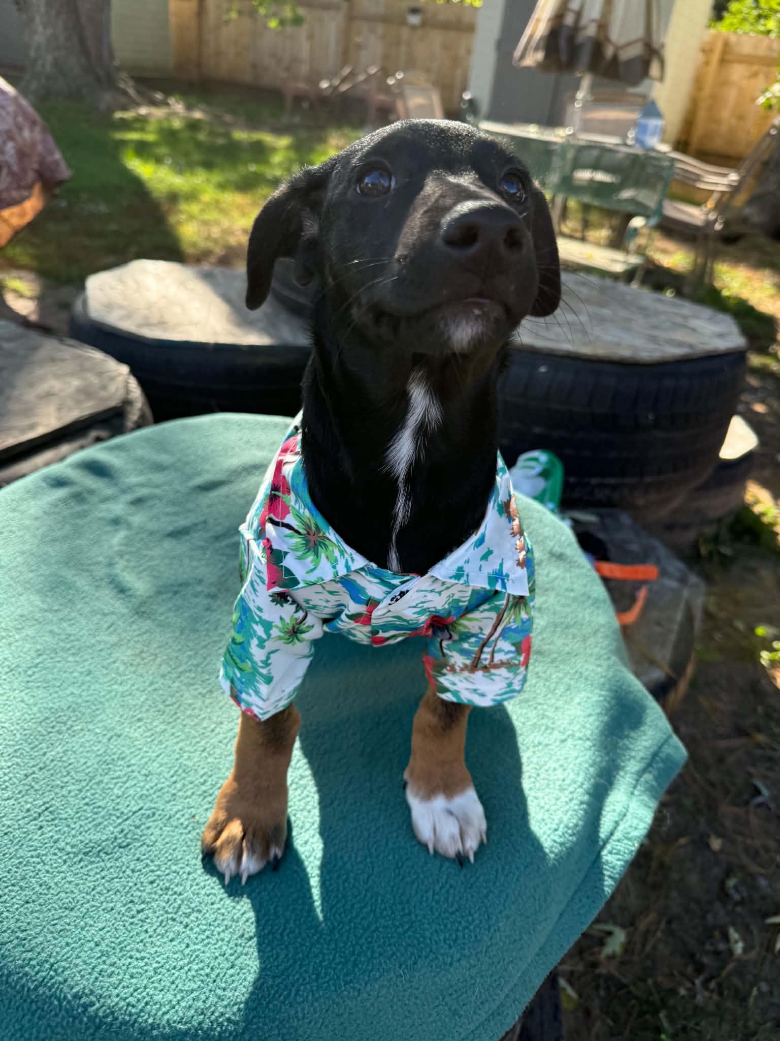 Enlarge Carter, a Adopted mixed breed in North Freedom, WI image 3/5