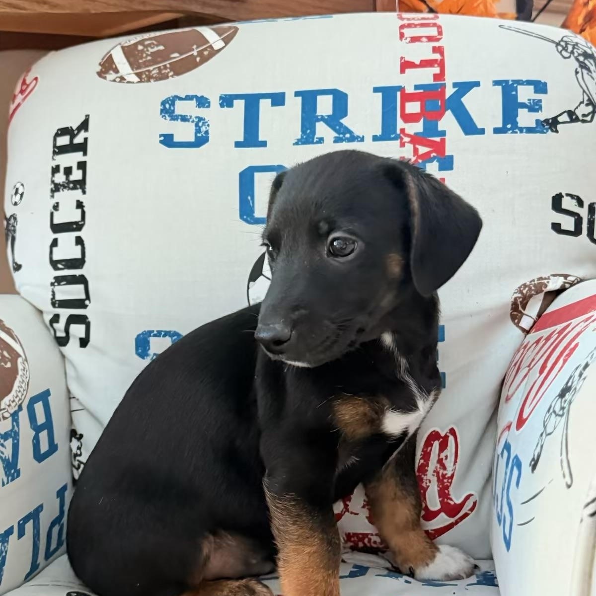 Enlarge Carter, a ADOPTABLE mixed breed in North Freedom, WI image 2/3