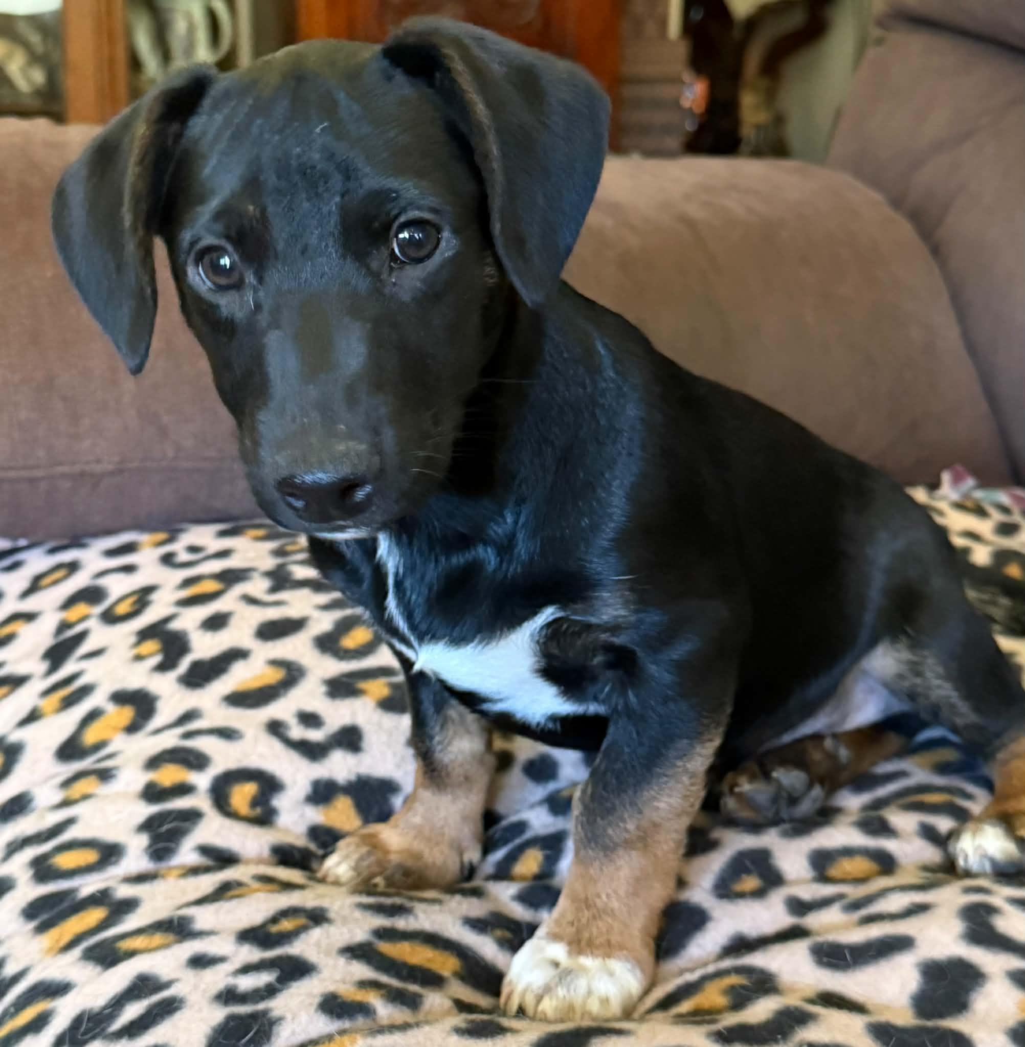 Enlarge Carter, a Adopted mixed breed in North Freedom, WI image 2/5