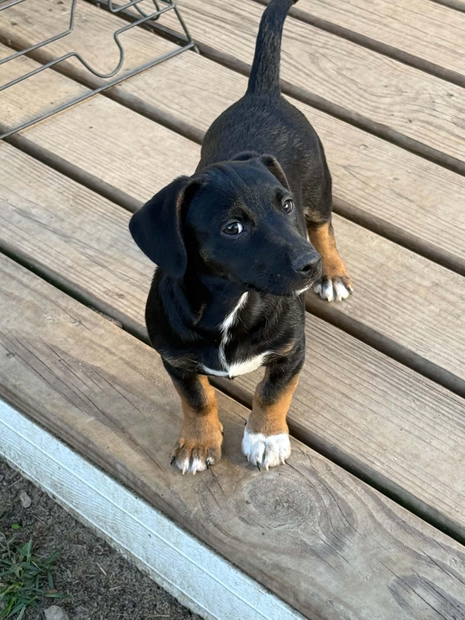 Enlarge Carter, a Adopted mixed breed in North Freedom, WI image 4/5