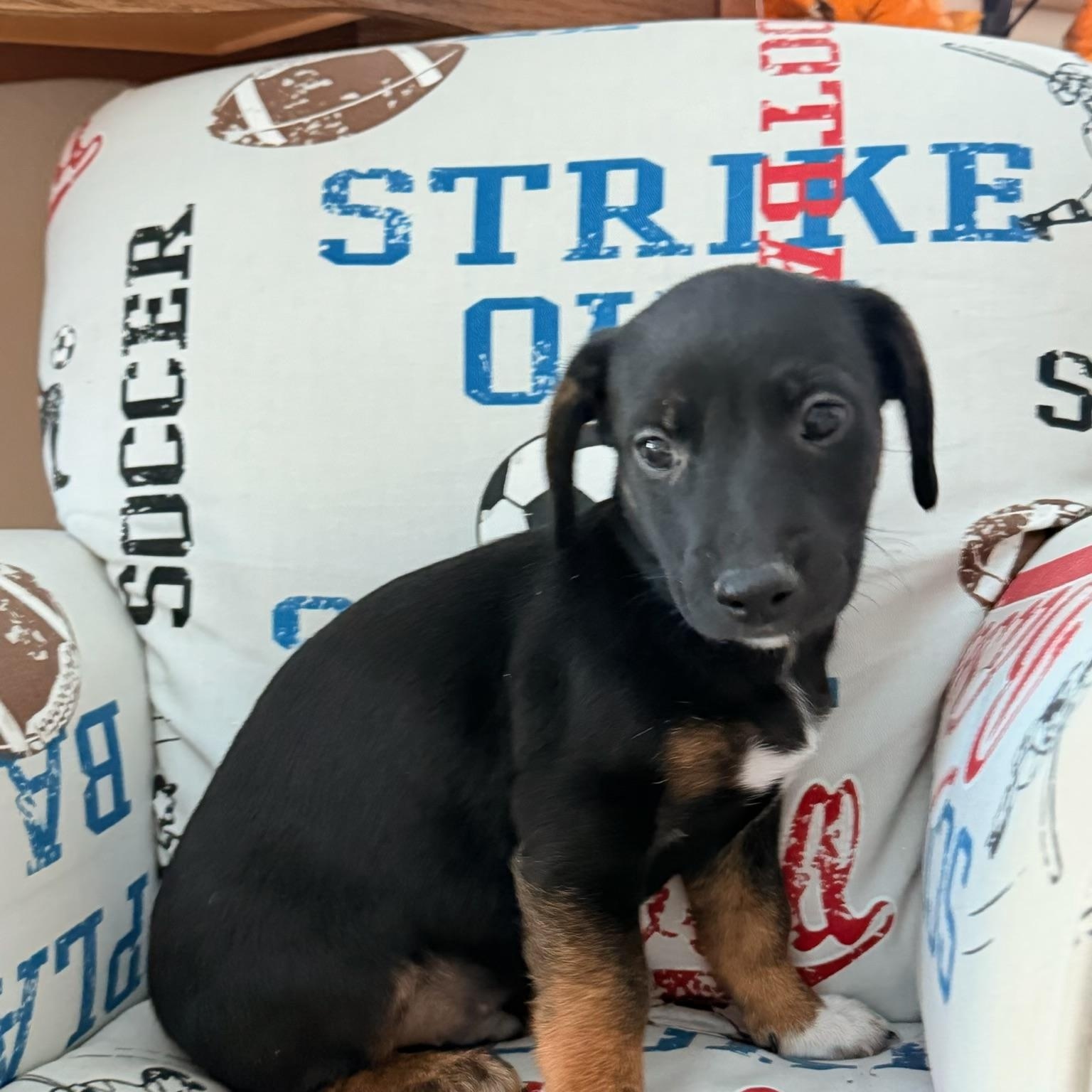 Enlarge Carter, a ADOPTABLE mixed breed in North Freedom, WI image 3/3