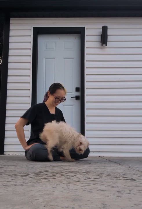 Enlarge Derek, a Adoptable Mixed Breed in Evanston, IL video 3/3