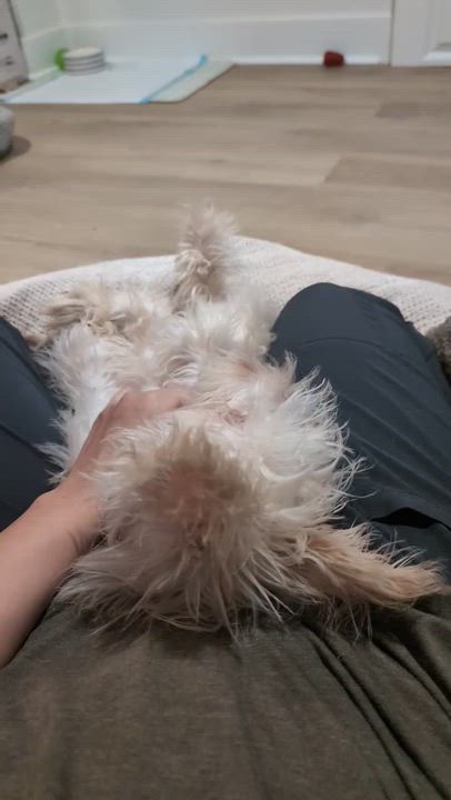 Enlarge Derek, a Adoptable Mixed Breed in Evanston, IL video 2/3