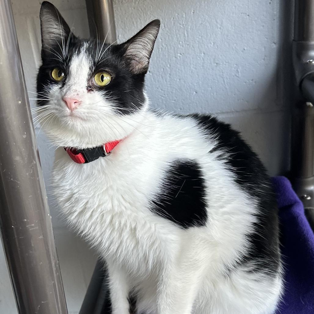 Enlarge Patches, a Adoptable Domestic Short Hair in Enterprise, AL image 1/1