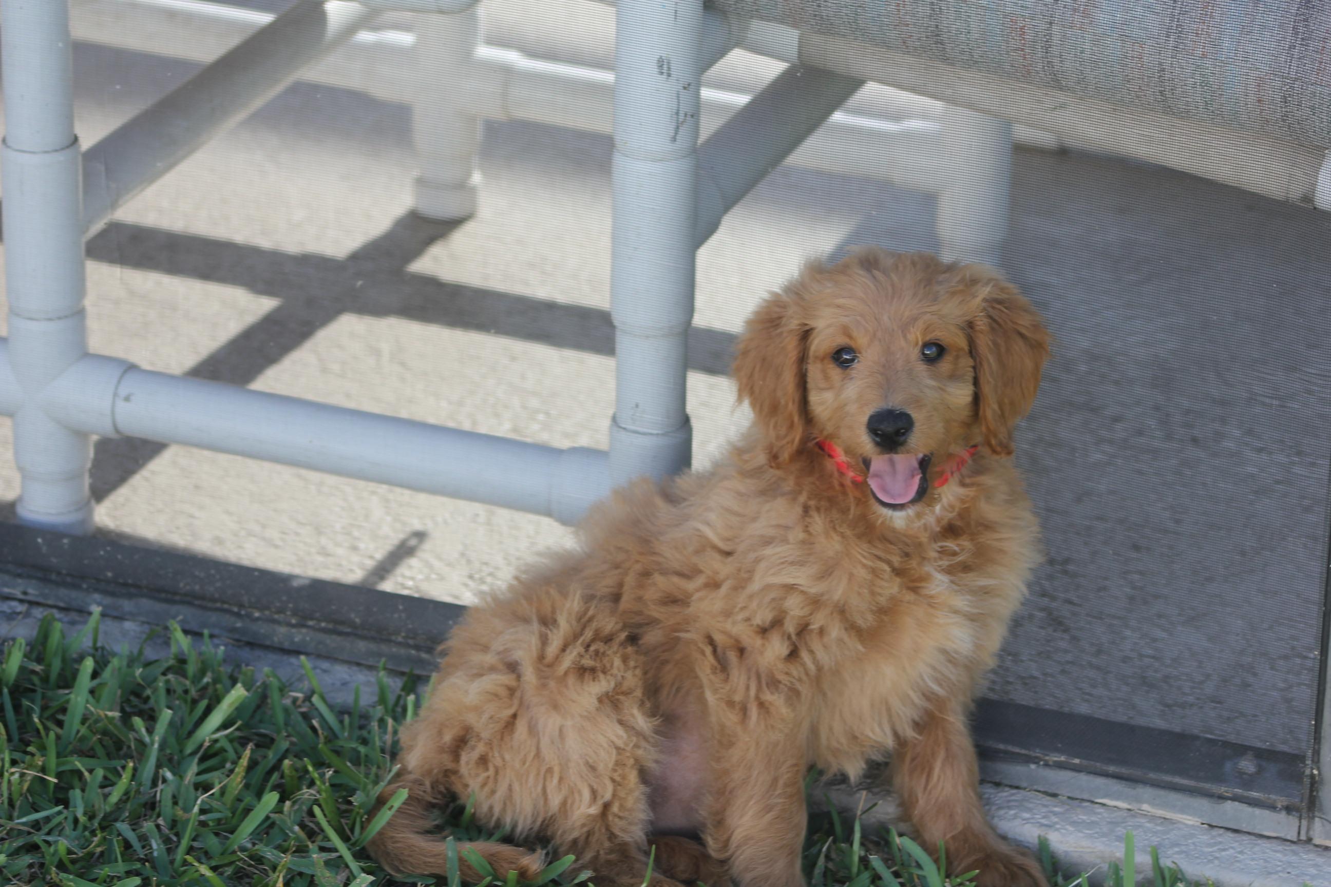 Julie, adopted, Young Female Goldendoodle.