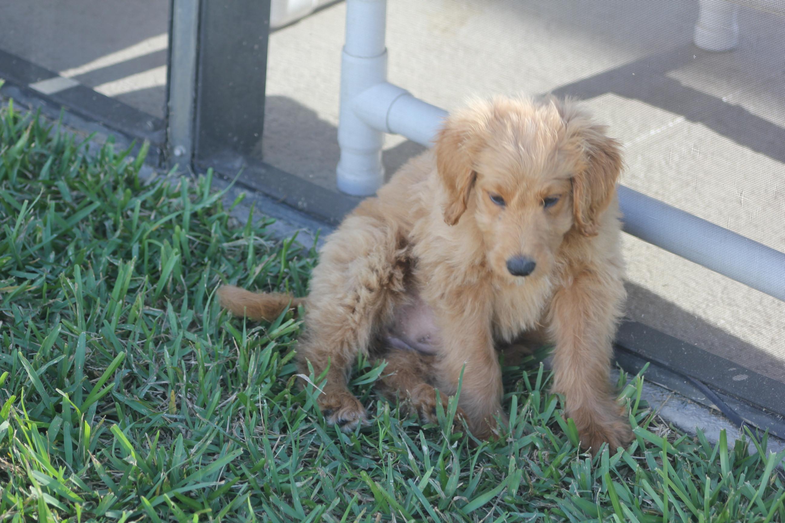 Enlarge Julie, an adopted Goldendoodle in Orlando, FL image 2/4
