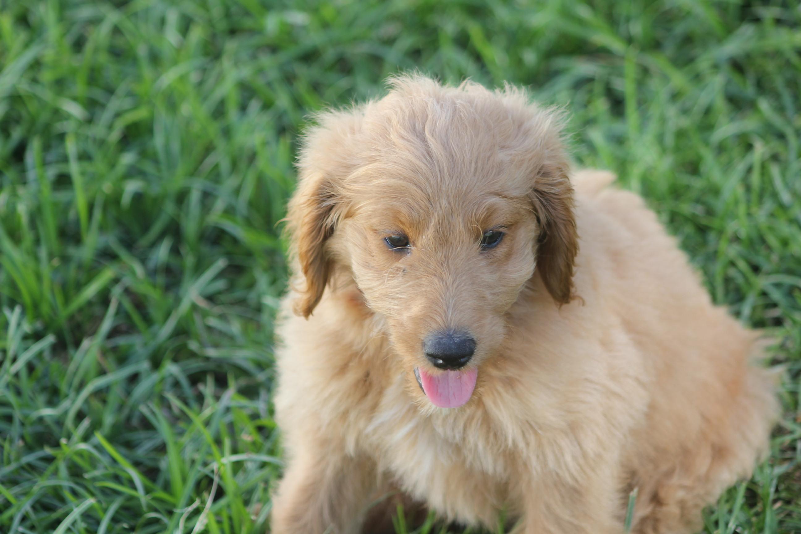 Enlarge Julie, an adopted Goldendoodle in Orlando, FL image 4/4