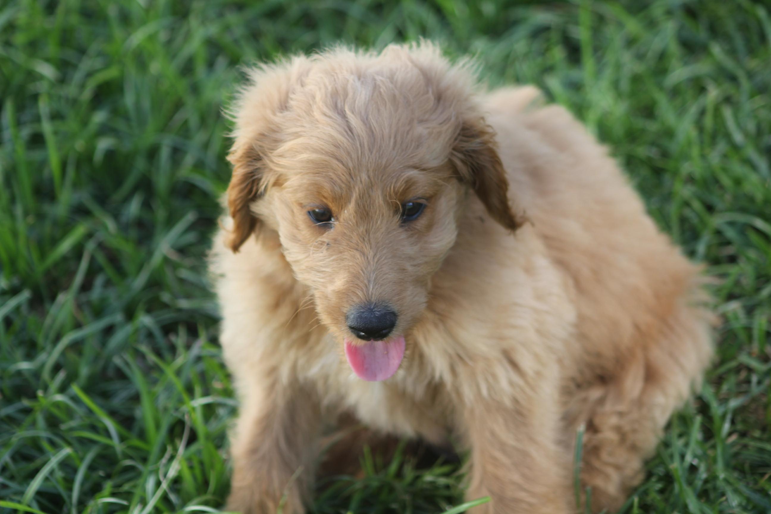 Enlarge Julie, an adopted Goldendoodle in Orlando, FL image 3/4