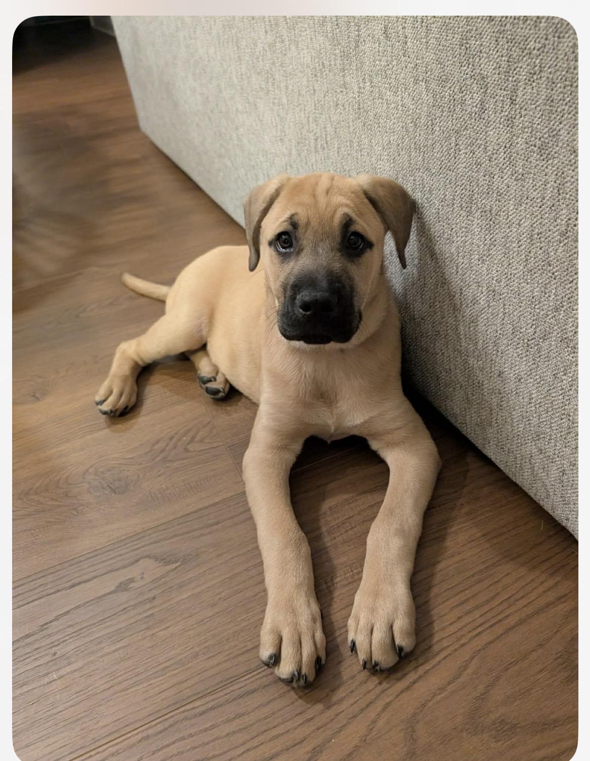 Cupid, adopted, Puppy Male Boxer & Mixed Breed.