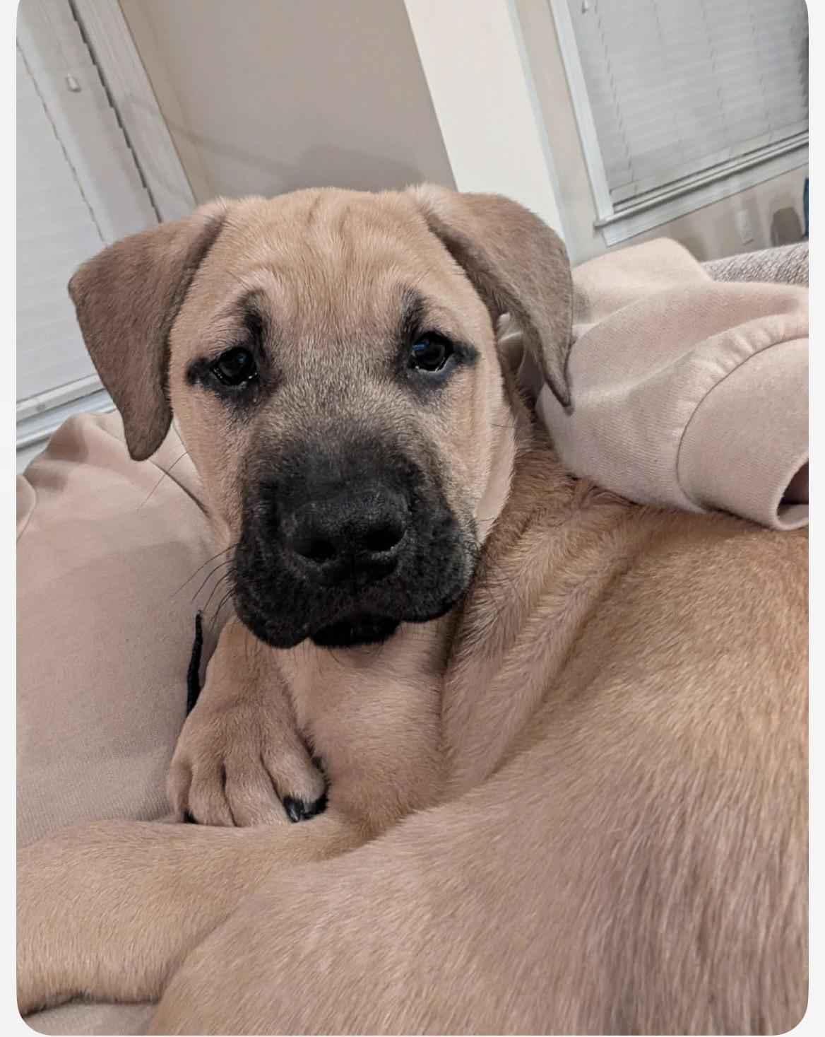 Cupid, an adopted mixed breed in Kannapolis, NC image 2/3