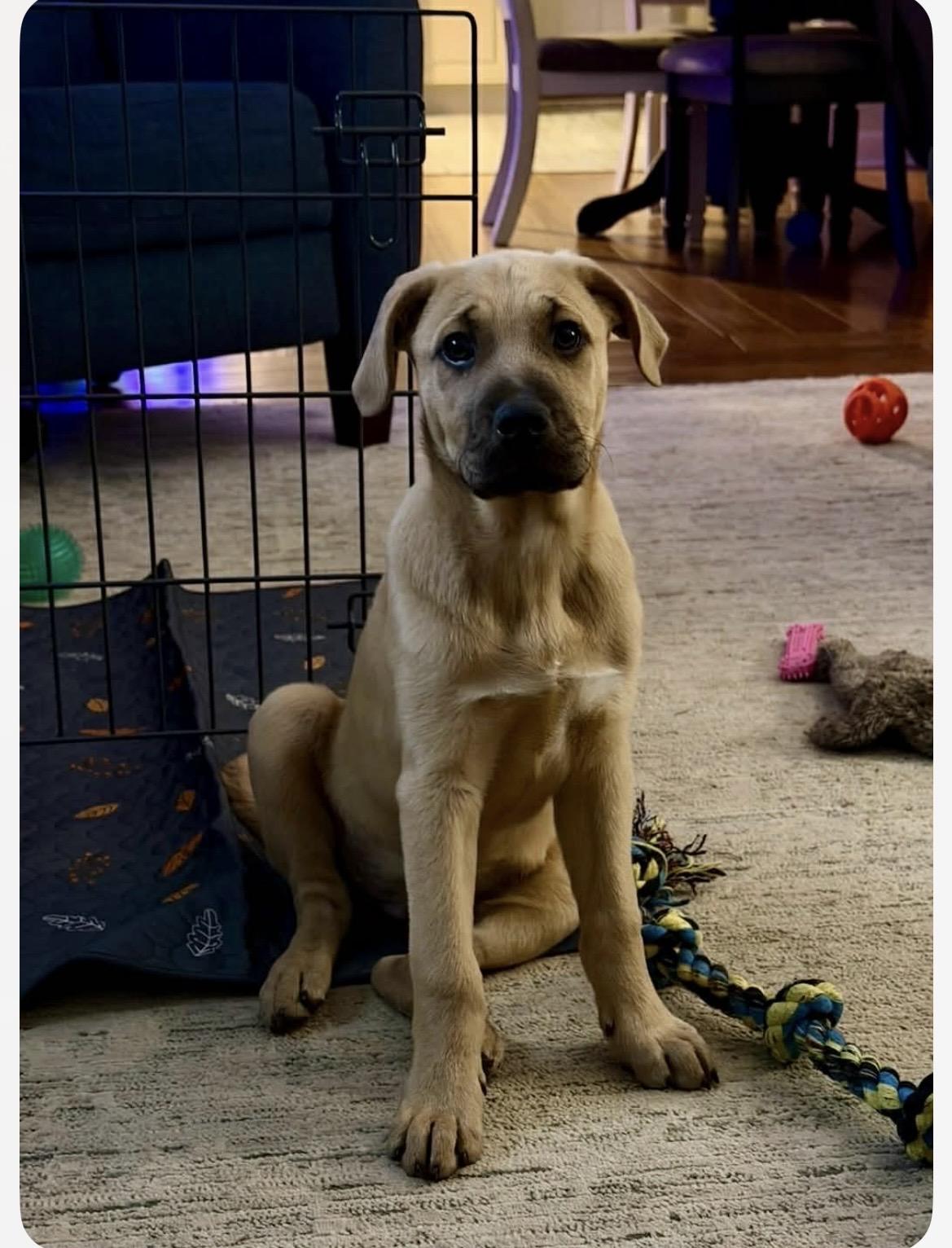Cupid, an adopted mixed breed in Kannapolis, NC image 3/3