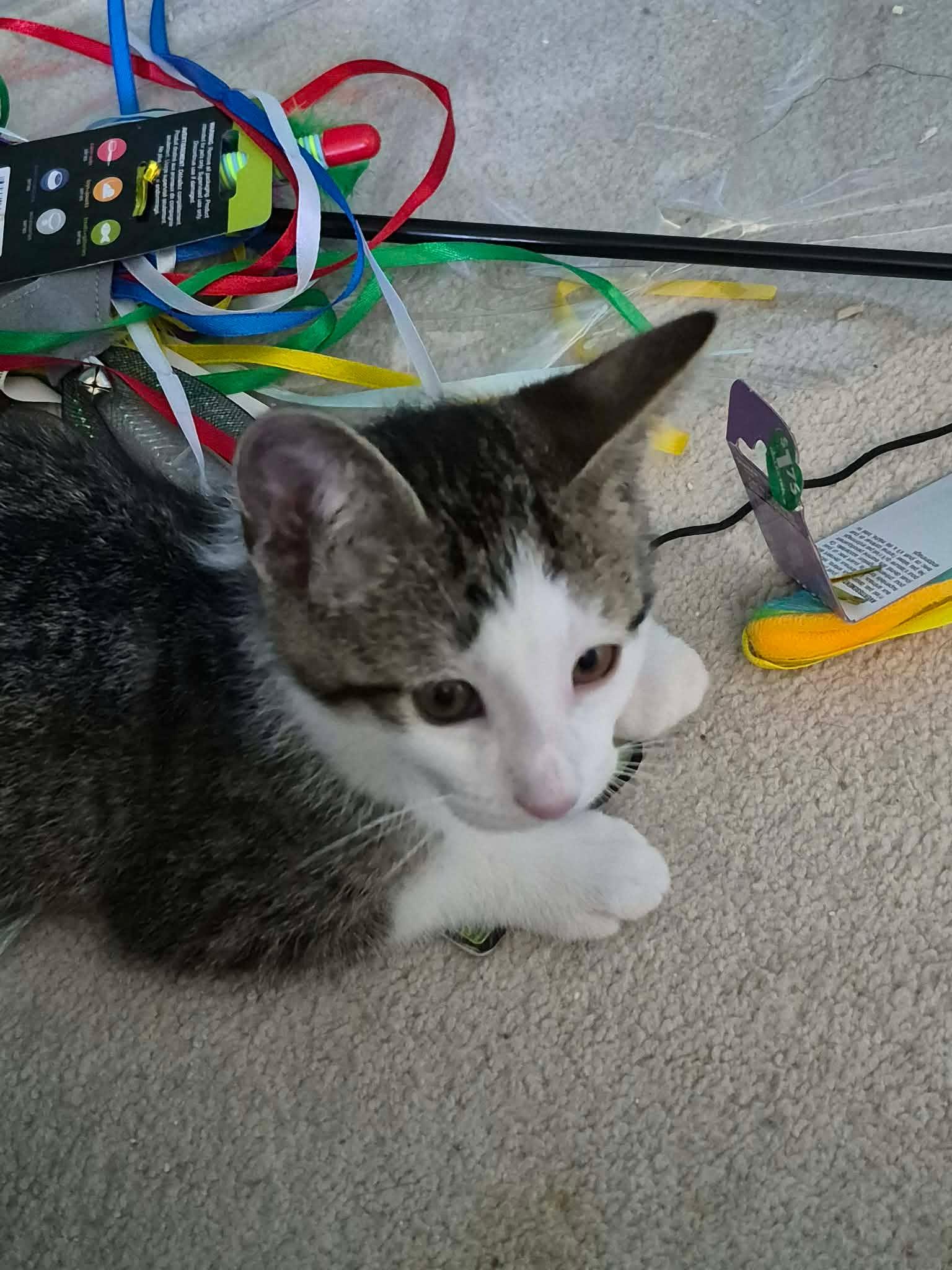 Enlarge Sheraton, a ADOPTABLE Domestic Short Hair in Shakespeare, ON image 6/6