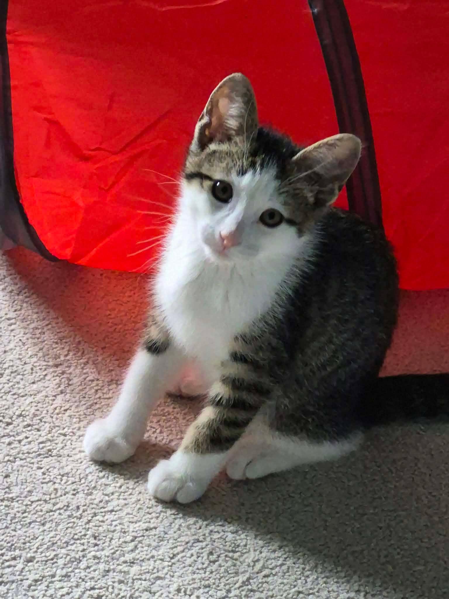 Sheraton, ADOPTABLE, Kitten Male Domestic Short Hair.