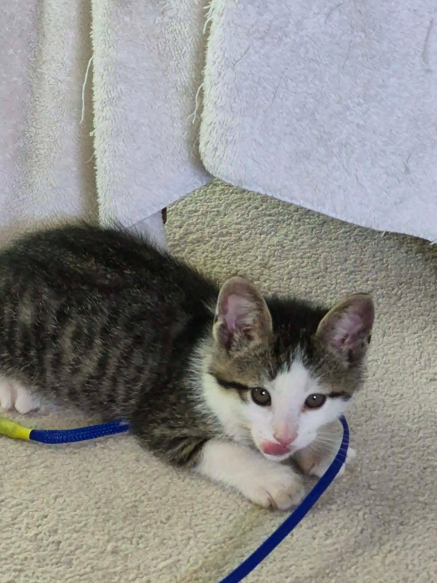 Enlarge Sheraton, a ADOPTABLE Domestic Short Hair in Shakespeare, ON image 3/6