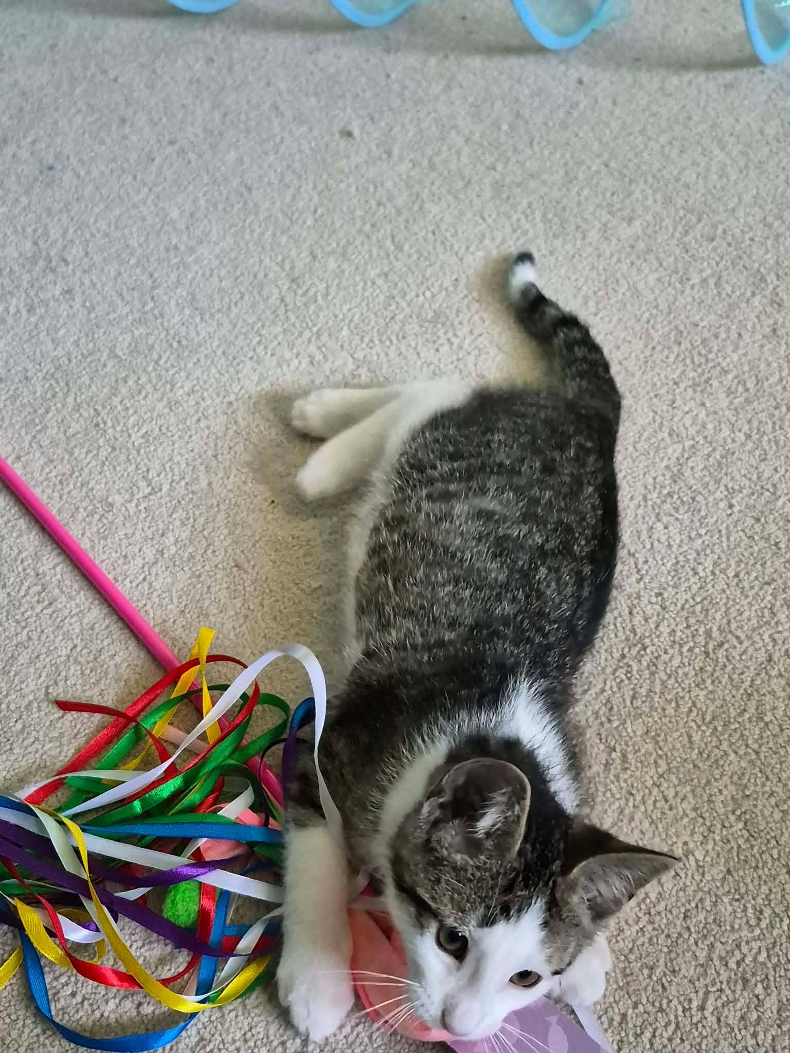 Enlarge Sheraton, a ADOPTABLE Domestic Short Hair in Shakespeare, ON image 4/6