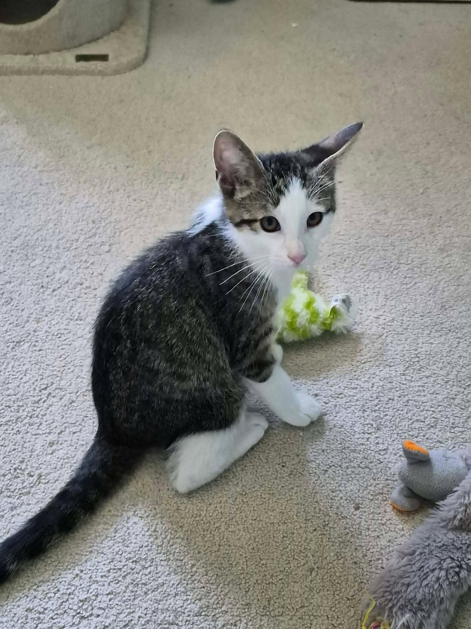 Enlarge Sheraton, a ADOPTABLE Domestic Short Hair in Shakespeare, ON image 5/6
