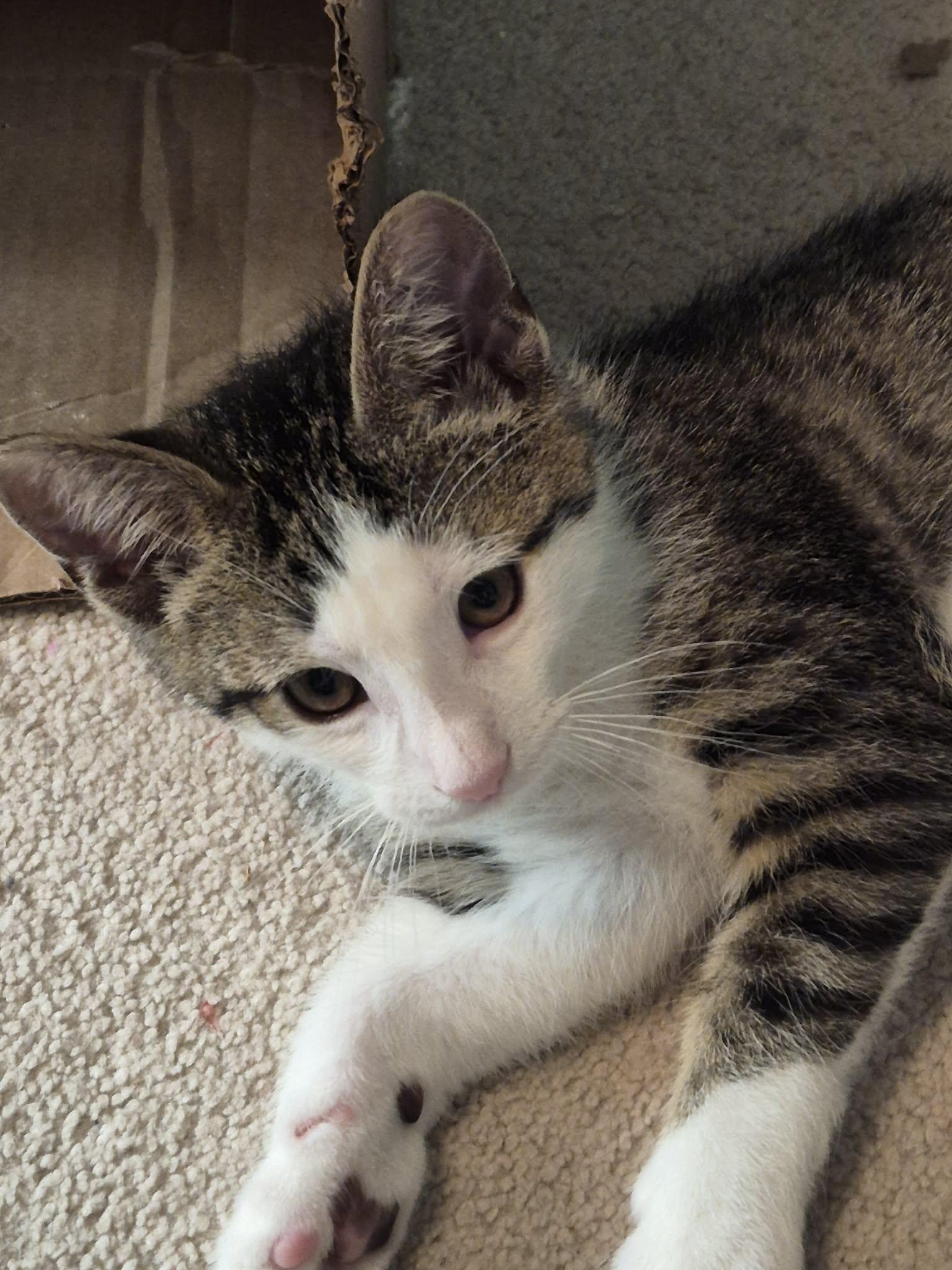 Enlarge Sheraton, a ADOPTABLE Domestic Short Hair in Shakespeare, ON image 2/6