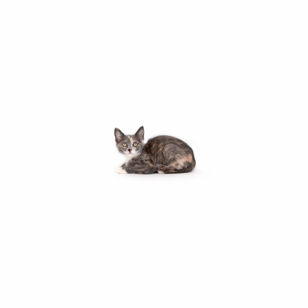 Enlarge Flower, a Adoptable Domestic Short Hair in Playa Vista, CA image 1/1