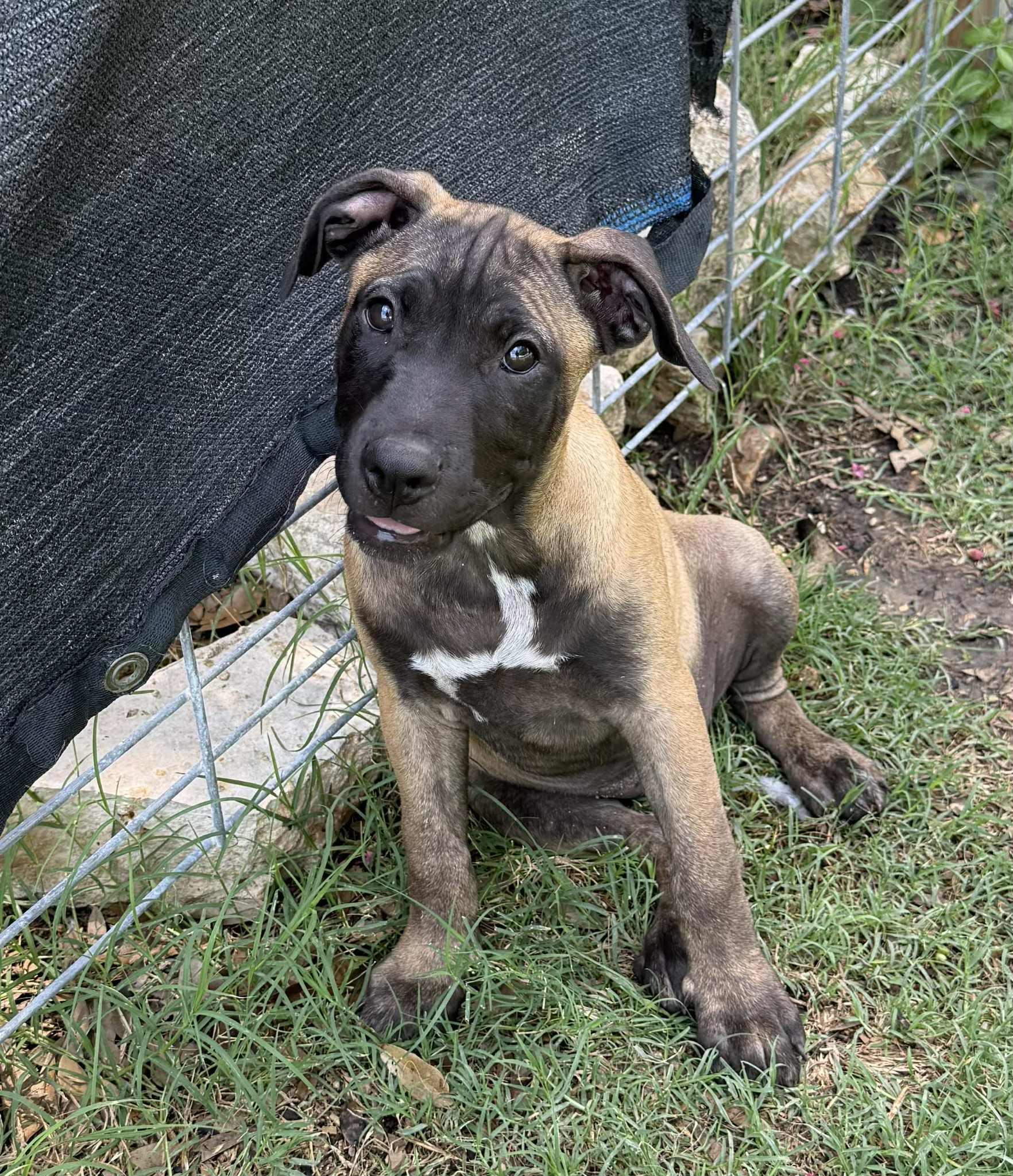 Enlarge Bria, a Adoptable Mixed Breed in Lockhart, TX image 5/5