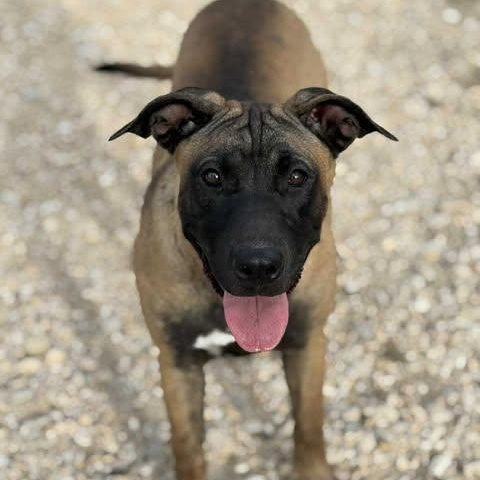 Enlarge Bria, a Adoptable Mixed Breed in Lockhart, TX image 3/5