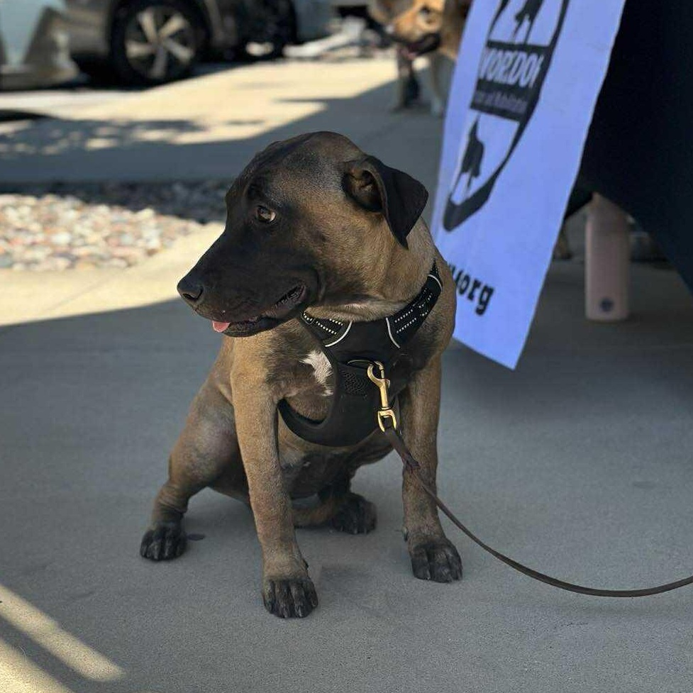 Bria, Adoptable, Young Female Mixed Breed.