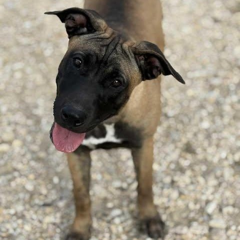Enlarge Bria, a Adoptable Mixed Breed in Lockhart, TX image 1/5