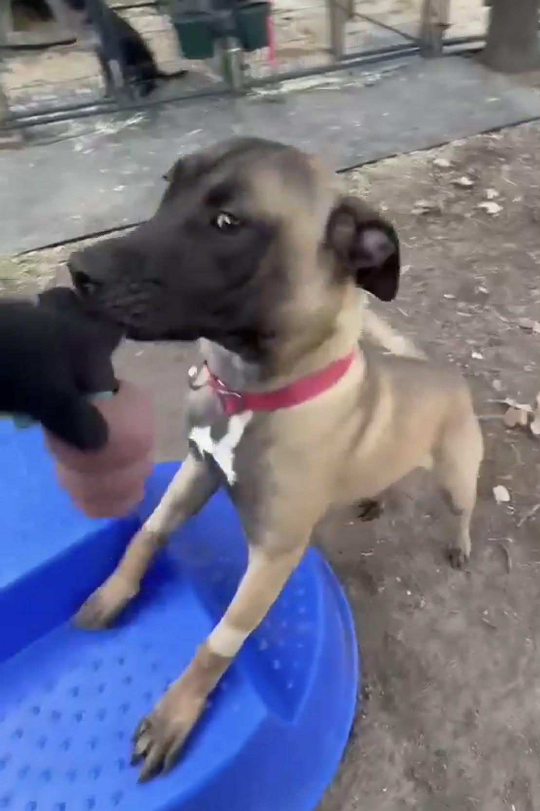 Enlarge Bria, a Adoptable Mixed Breed in Lockhart, TX image 2/5