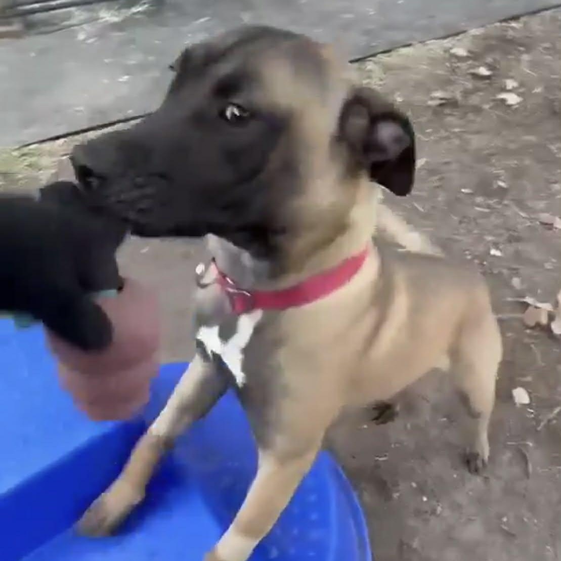 Enlarge Bria, a Adoptable Mixed Breed in Lockhart, TX image 3/5