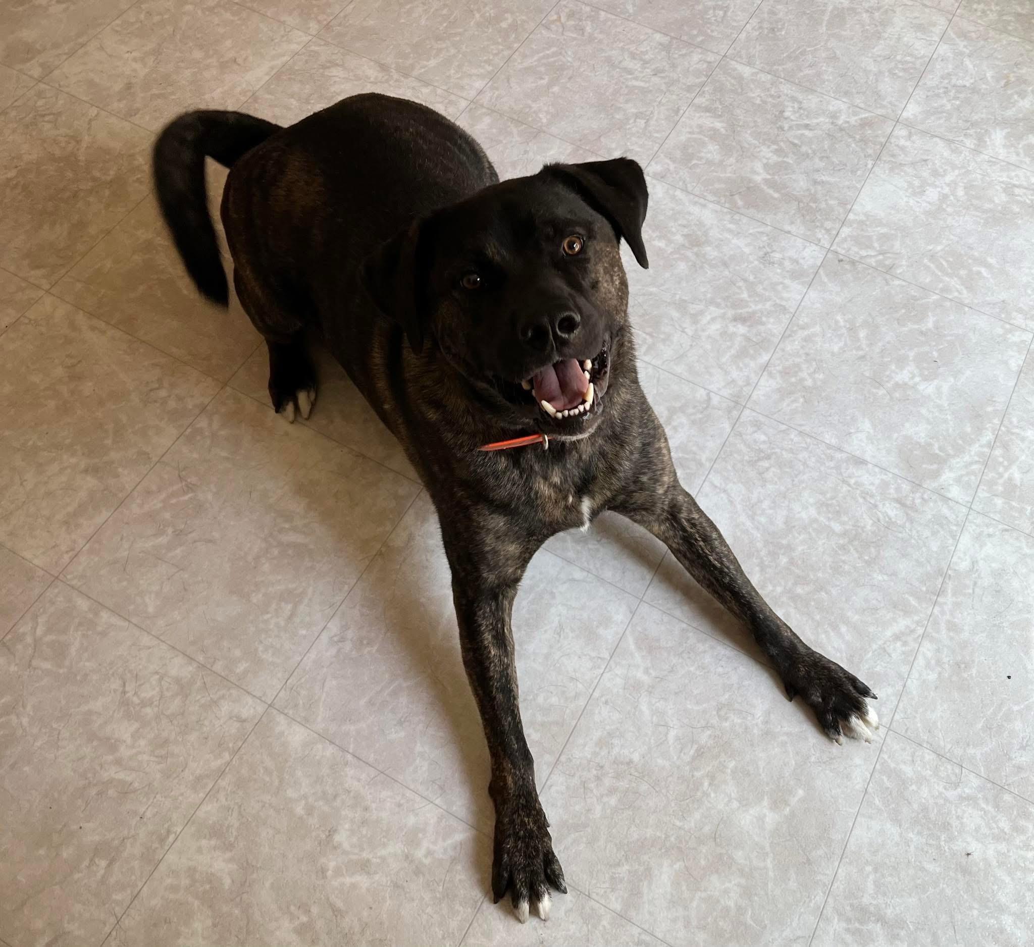 Al, Adoptable, Adult Male Akita & Mountain Cur.