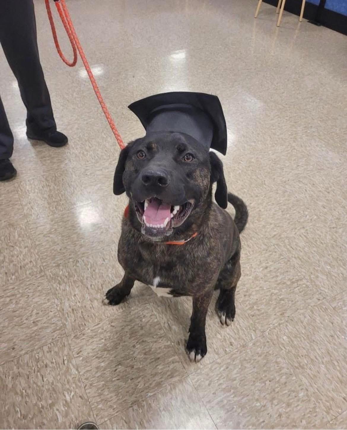 Enlarge Al, a Adoptable mixed breed in Chicago, IL image 2/4