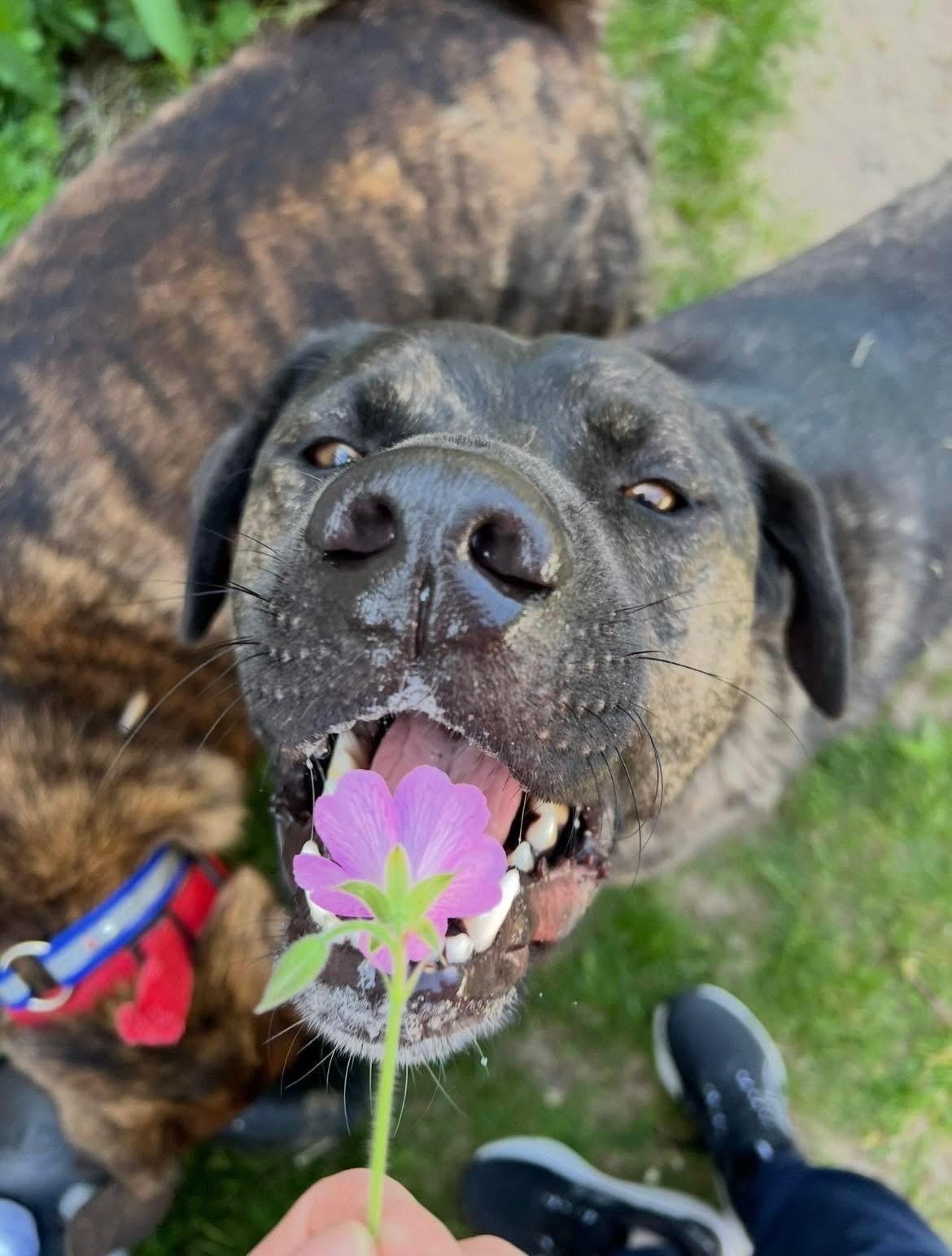 Enlarge Al, a Adoptable mixed breed in Chicago, IL image 3/4