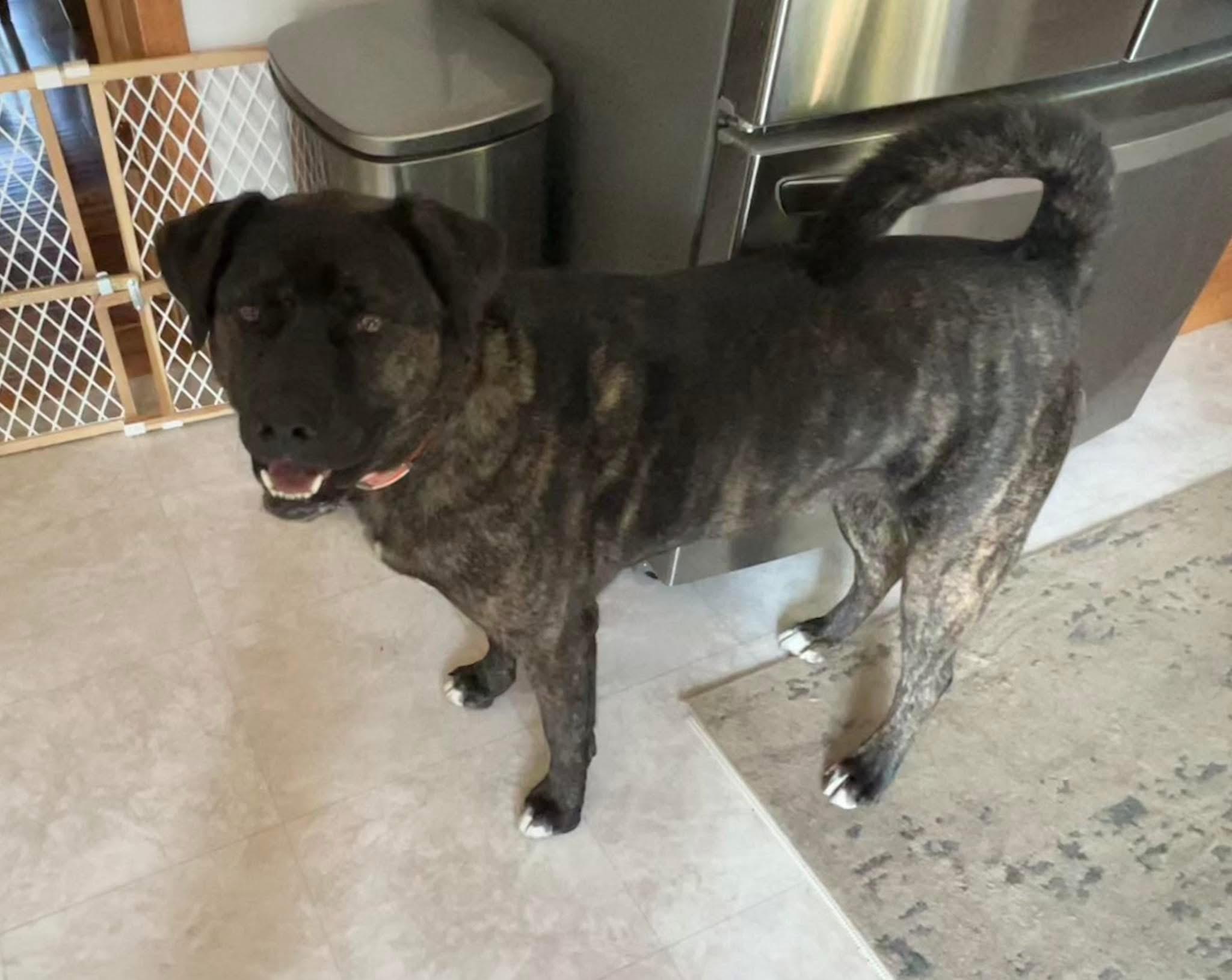 Enlarge Al, a Adoptable mixed breed in Chicago, IL image 4/4