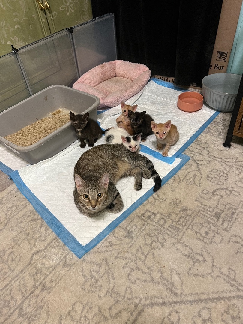 Enlarge Tessa, a Adoptable Domestic Short Hair in Tampa, FL image 1/4