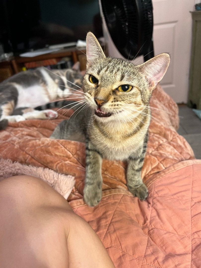 Enlarge Tessa, a Adoptable Domestic Short Hair in Tampa, FL image 2/4