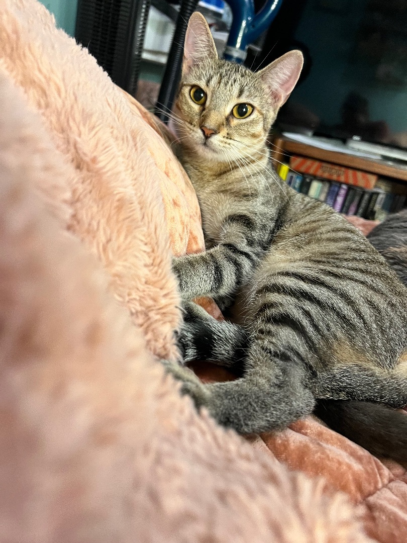 Enlarge Tessa, a Adoptable Domestic Short Hair in Tampa, FL image 3/4