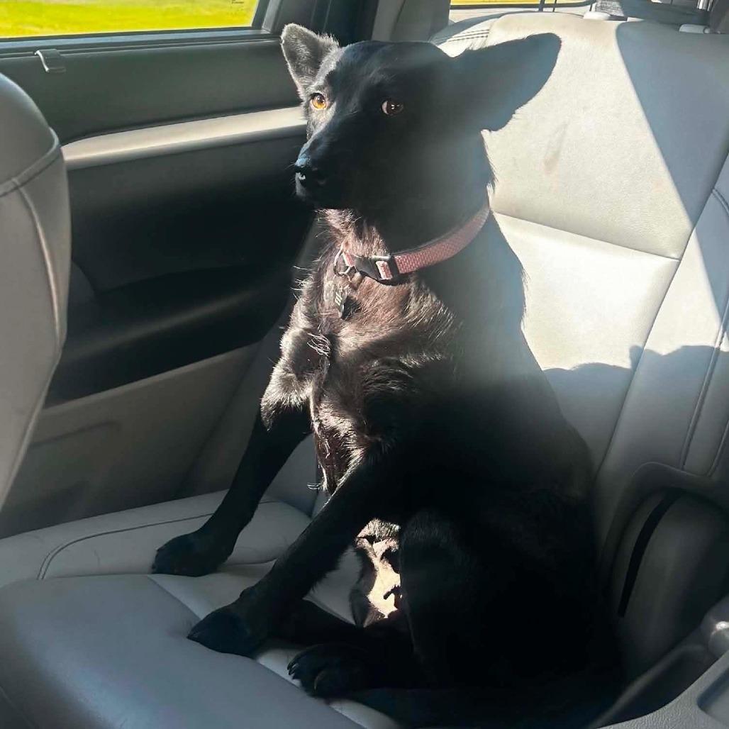 Enlarge Jazzy, a Adoptable Australian Kelpie in Cordova, TN image 1/4
