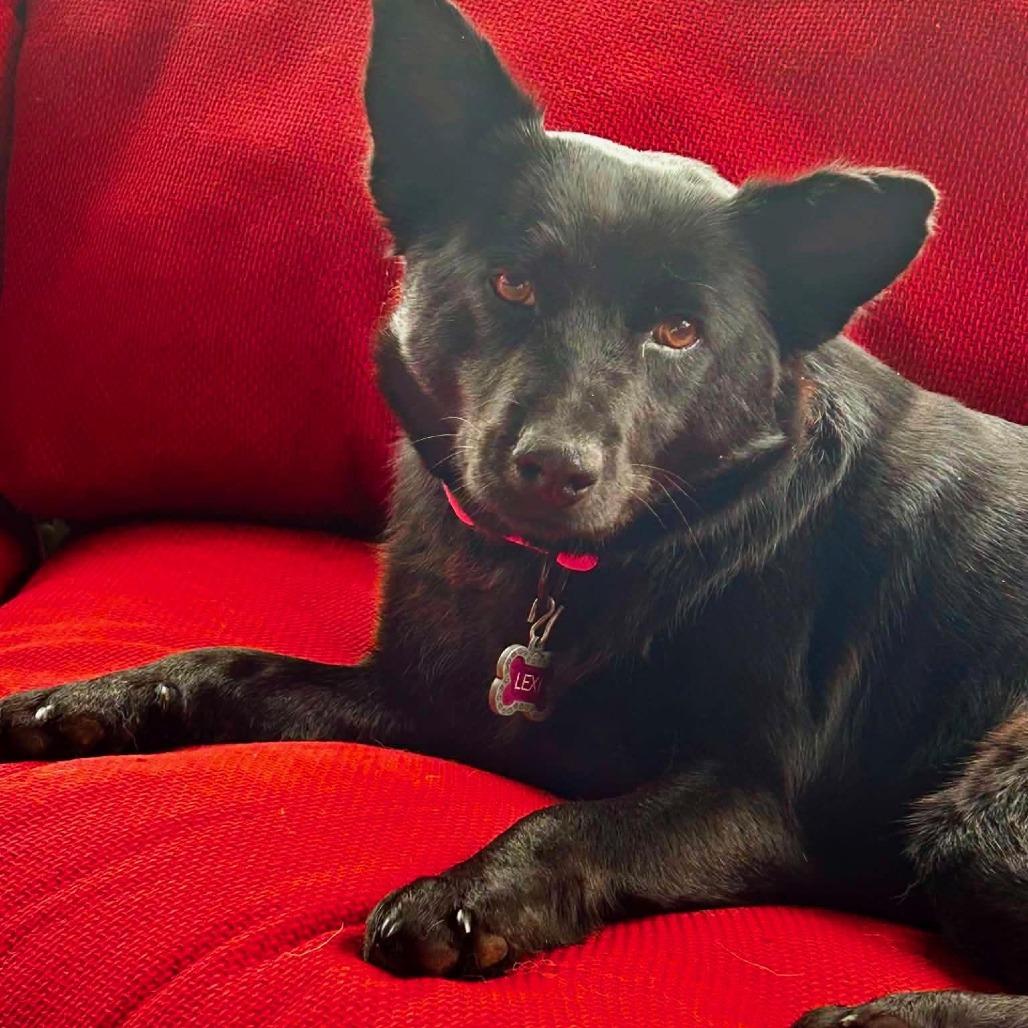 Enlarge Jazzy, a Adoptable Australian Kelpie in Cordova, TN image 4/4