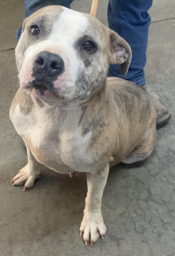 Tinkerbell, Adoptable, Young Female Pit Bull Terrier.