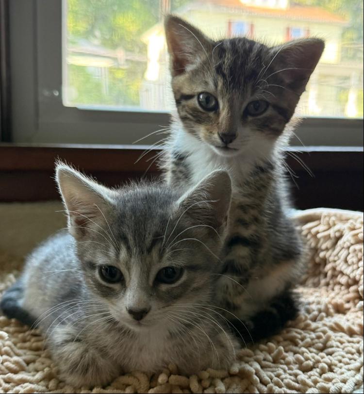 Thistle & Zinnia, adopted, Kitten Male Domestic Short Hair.