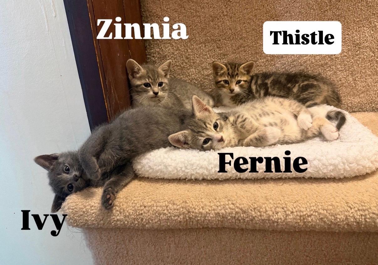 Enlarge Thistle & Zinnia, an adopted Domestic Short Hair in Frederick, MD image 3/3