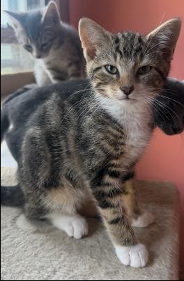 Enlarge Thistle & Zinnia, an adopted Domestic Short Hair in Frederick, MD image 2/3