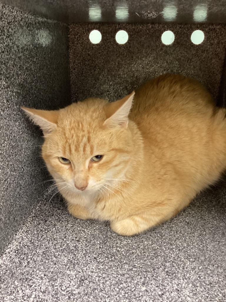 Enlarge Cheddar, a Adoptable mixed breed in Athens, TN image 1/1